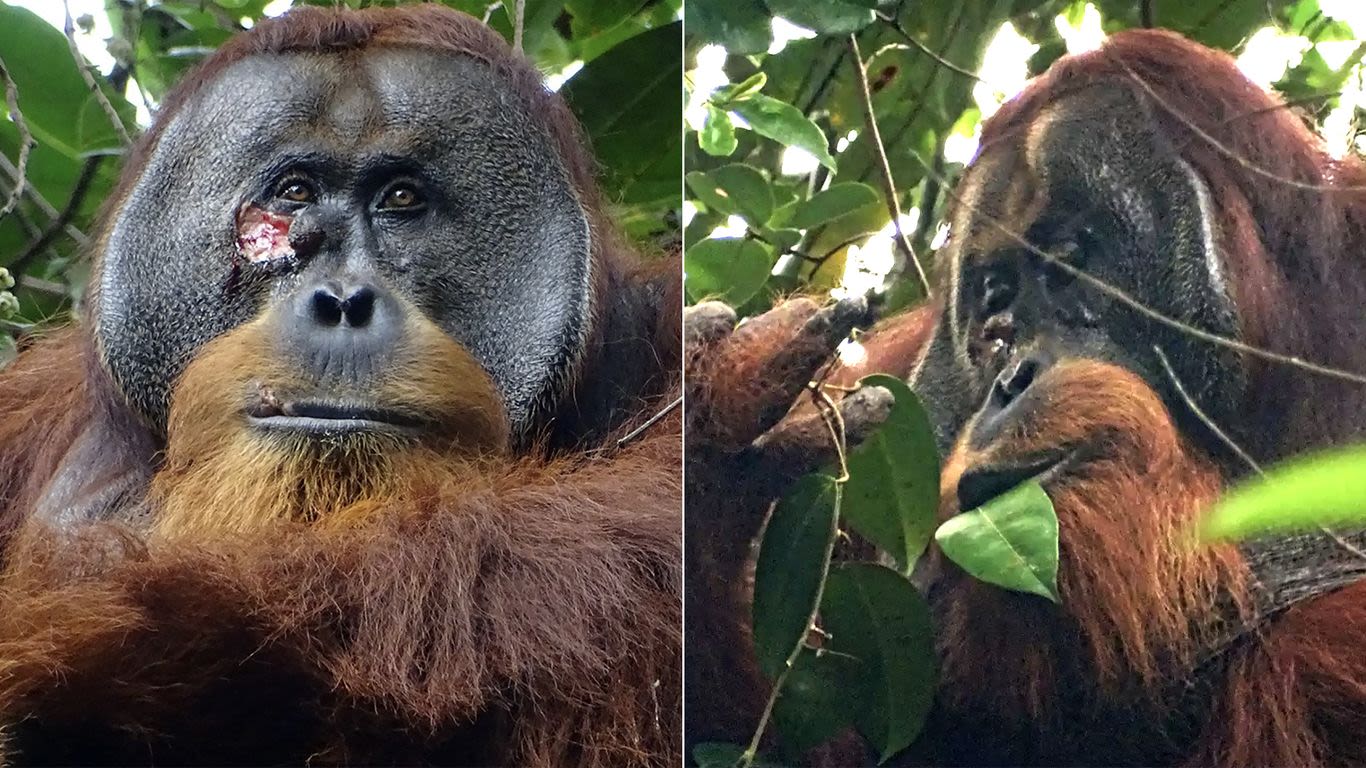 Orangutan is first wild animal seen treating injury with medicinal plant, scientists say