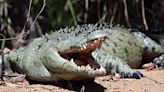 12-Year-Old Girl Missing After Being Attacked by Crocodile While Swimming in Creek: Reports