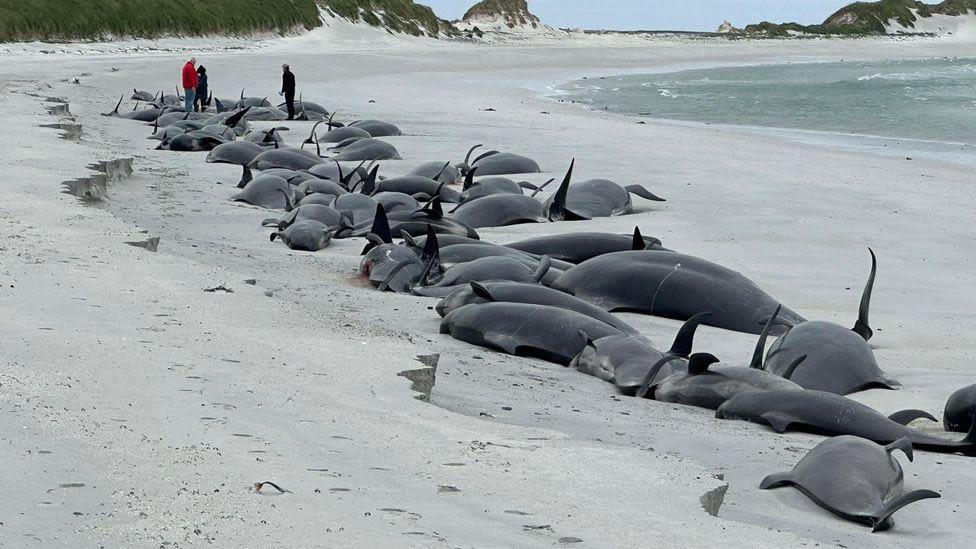 Whales were healthy before Orkney stranding - expert