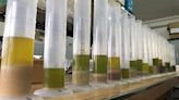 El Ifapa, IAS-CSIC y la UCO desarrollan un método más rápido para analizar el aceite de oliva