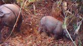 6 suspected poachers arrested over killing of 26 endangered Javan rhinos