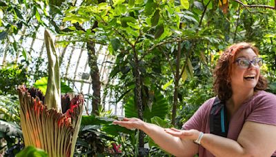 Does Como Conservatory's blooming corpse flower really smell like a corpse? The experts weigh in.