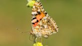 Butterflies’ 2,600-mile transatlantic flight mapped in a world-first