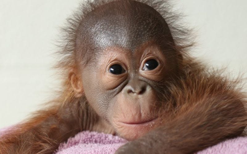 Dublin Zoo enlists help of breastfeeding Mums to encourage orangutan to bond with newborn