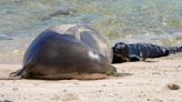 Dog attack confirmed as cause of death for endangered Hawaiian monk seal pup on Oʻahu
