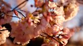 Cherry trees in Chicago's Jackson Park won't fully bloom this spring