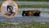 Video captó a un hombre sacando un vaca muerta del río Medellín, al parecer, para consumirla