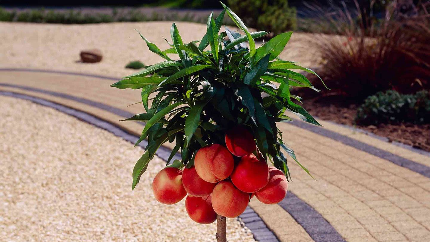 Stumped on Mom's Birthday? We've Got 80 Unique Ideas — Like This Tiny Peach Tree