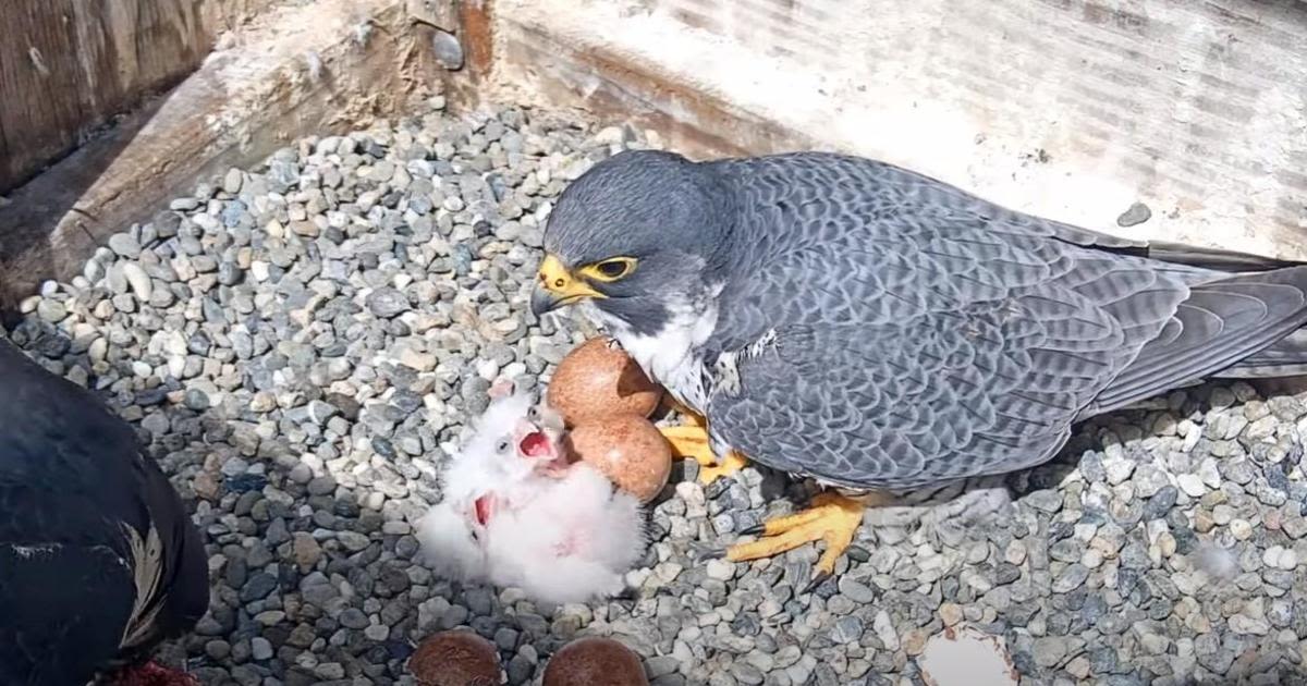 UC Berkeley to celebrate newly hatched peregrine falcon chicks with Hatch Day festivities