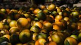 Florida citrus growers expected to deliver smallest orange crop in almost 90 years