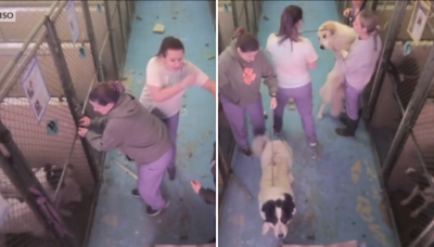 Dogs' 74 seconds of pure terror as truck crashes into animal shelter