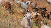 Firefighting goats are back, grazing away flammable grass in Redding