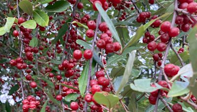 Pull up that plant! These are the most invasive plants in Massachusetts ecosystems