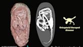 「史上最完整！」科學家發現保存良好的恐龍胚胎化石