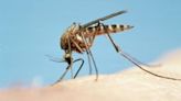 Are MS mosquitoes biting you? Here’s the scientific reason you’re bitten more than others