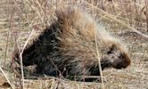 Porcupine