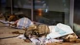 Estambul se moviliza para evitar la matanza de miles de perros callejeros