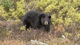 Colorado sheepherder hospitalized after bear attack