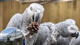 Potty-mouthed parrots teaching other birds to swear as zoo hatches plan to stop problem