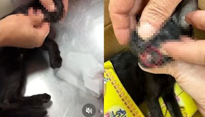 20歲屁孩虐殺幼貓「肝臟碎成肉醬」！網肉搜灌爆臉書：人渣