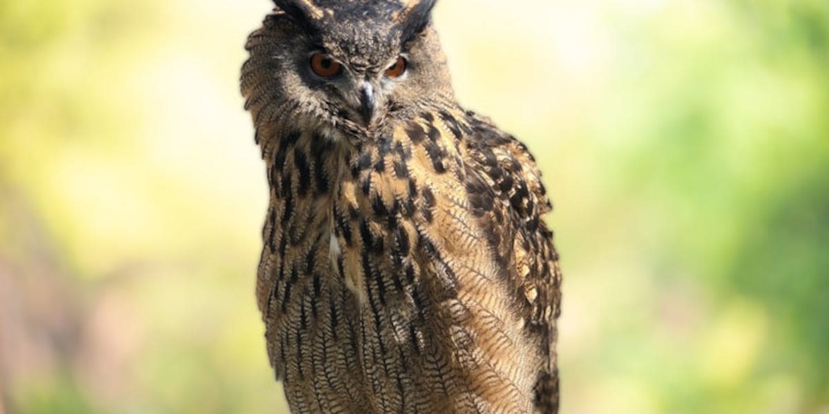 Owl at Minnesota Zoo eaten by tiger after it flies away from handler