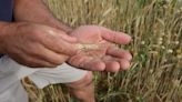 Los agricultores arrancan la cosecha de cereal de invierno con los rendimientos por debajo de lo normal