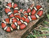 Red milk snake