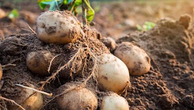 10 Companion Plants to Grow Next to Potatoes for a More Robust Crop