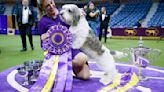 Dog Show 101: What's what at the Westminster Kennel Club