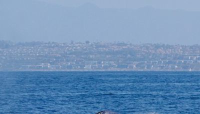 Season’s first blue whale does ‘greyhounding lunges’ off Laguna Beach