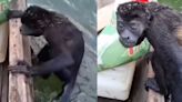 Pescador se hizo viral por video del rescate de un mono que estaba a punto de ahogarse en el río Catatumbo