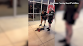 WATCH: Deputies wrangle gator outside Manatee County restaurant