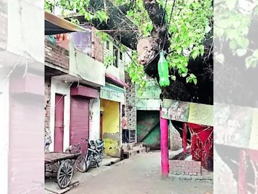 32 years on, peepal branch axed for amity | India News - Times of India