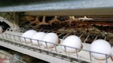 Tres empresas de República Dominicana exportarán huevo y pollo a Cuba