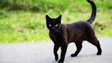 Officer Rescues Kitten off Highway in California