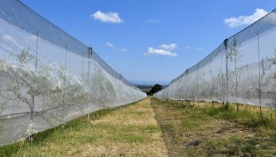 Italy's 2023 farm output hit by climate change, statistics bureau says