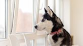 Dramatic Husky Begs to Be Let Outside With His Dog Mom and It’s Too Cute