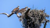 Close Encounters: Many ospreys spotted in Virginia Beach