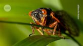 Why cicadas shriek so loudly and more: your questions answered