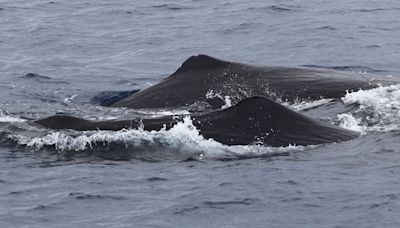 花蓮大地震後首次現蹤 9頭大型抹香鯨東部海域悠游最長逾16米