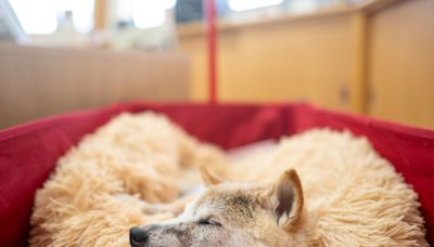 R.I.P. ‘Doge’: Viral Shiba Inu Dies