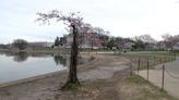 RIP Stumpy: DC's beloved cherry blossom tree to be cut down