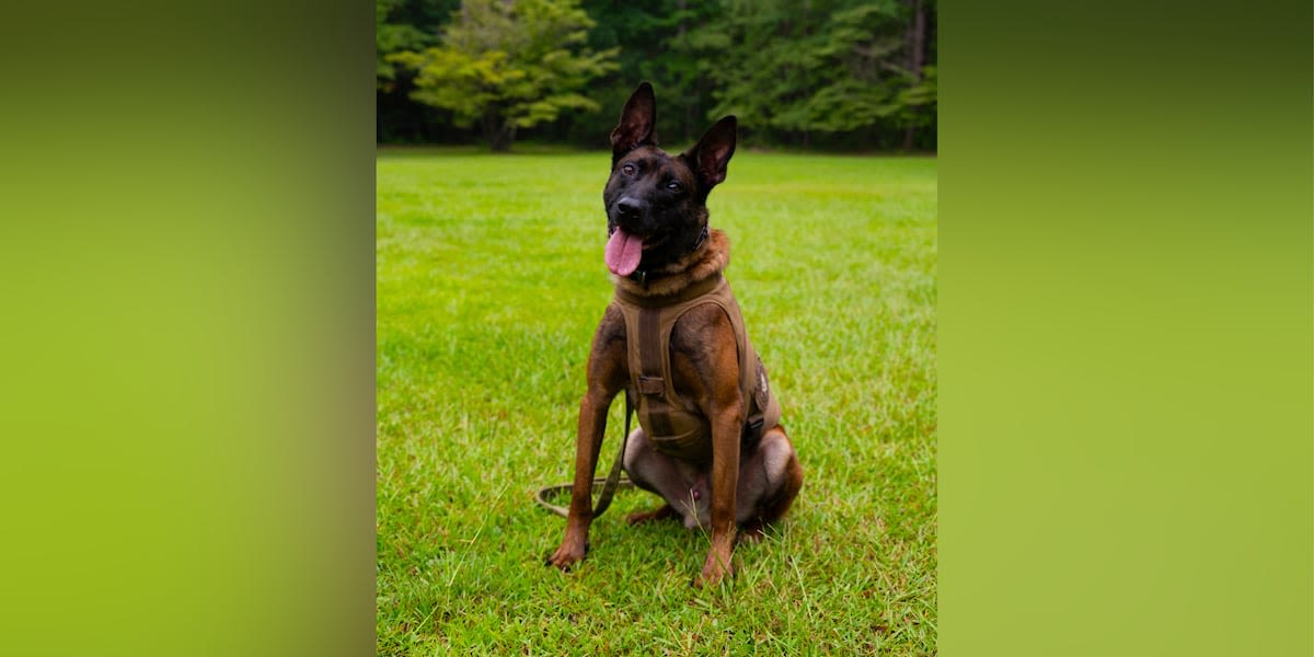 Slain South Carolina police dog remembered at memorial service