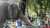 Animalistas se oponen a que Filipinas sustituya a la fallecida Mali por otro elefante