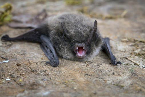 Bats may seem scary, but they're good for the environment. Here's how you can help them.