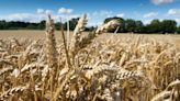 Cambs grower plans for bigger milling wheat area - Farmers Weekly