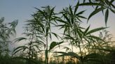 Another Cannabis Pioneer Expands In Germany Via Acquisition As Experts Say 'There's No Stepping Back' From Legalization...