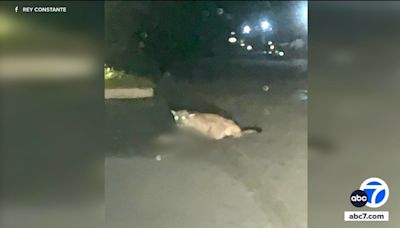 Mountain lion attacks, kills pit bull in Sylmar neighborhood; residents on alert