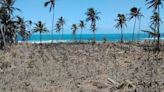 One year after volcanic blast, many of Tonga's reefs lie silent