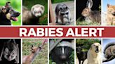 Two rabid animals in Raleigh this week. How to get a low-cost vaccine this weekend